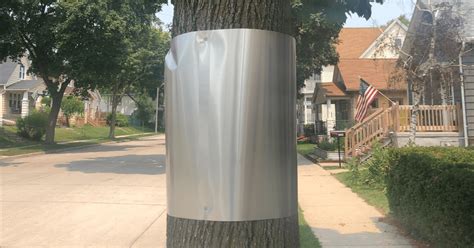 sheet metal wrap for trees|metal cuffs wrapped around tree.